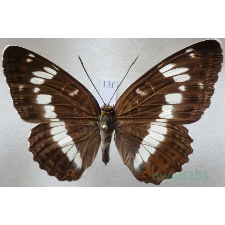 Limenitis camilla (Linnaeus, 1764) Pokłonnik kamilla Czech13f